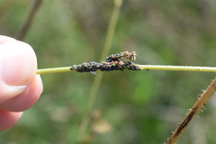 Dysaphis crataegi
