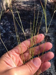 Aristida dichotoma