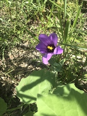 Eustoma russellianum