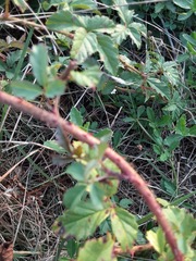 Rubus trivialis