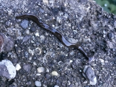 Bipalium univittatum