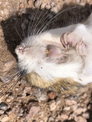 Dipodomys spectabilis