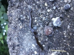 Bipalium univittatum