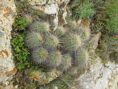 Echinocereus