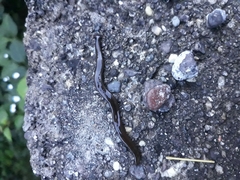 Bipalium univittatum