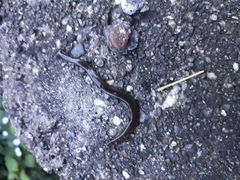 Bipalium univittatum