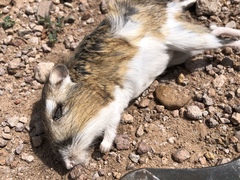 Dipodomys spectabilis