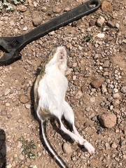 Dipodomys spectabilis