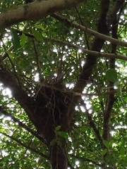 Gorsachius melanolophus