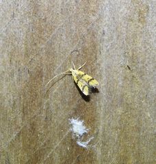 Crocanthes characotis