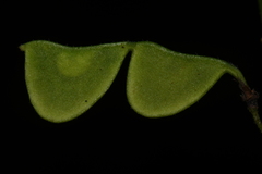 Hylodesmum pauciflorum