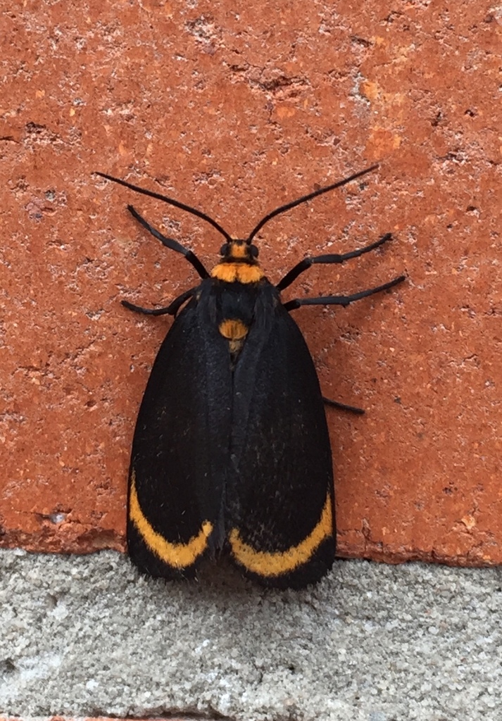 Eudesmia unicincta