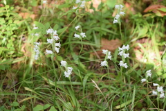 Spiranthes arcisepala