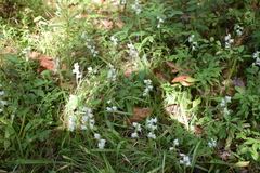 Spiranthes arcisepala