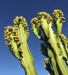 Euphorbia