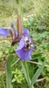 Beach-head Iris - Photo (c) Alex (Alexandria Wenninger), some rights reserved (CC BY-NC), uploaded by Alex (Alexandria Wenninger)