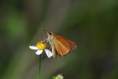 Euphyes dukesi calhouni