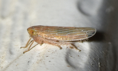 Graminella plana