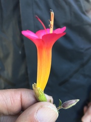 Cantua