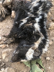 Spilogale angustifrons