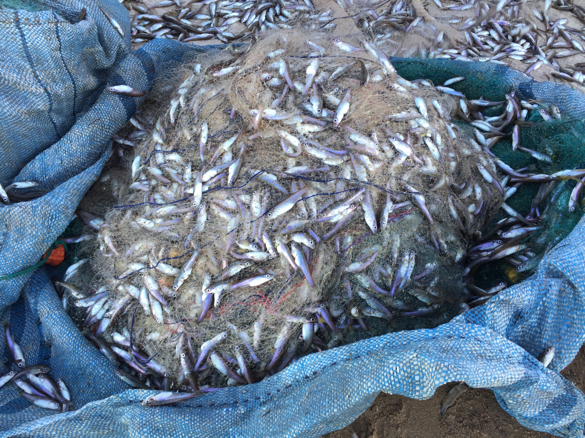 Andean Killifish photo 2