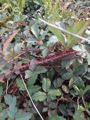 Rubus trivialis