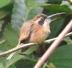 Phaethornis striigularis