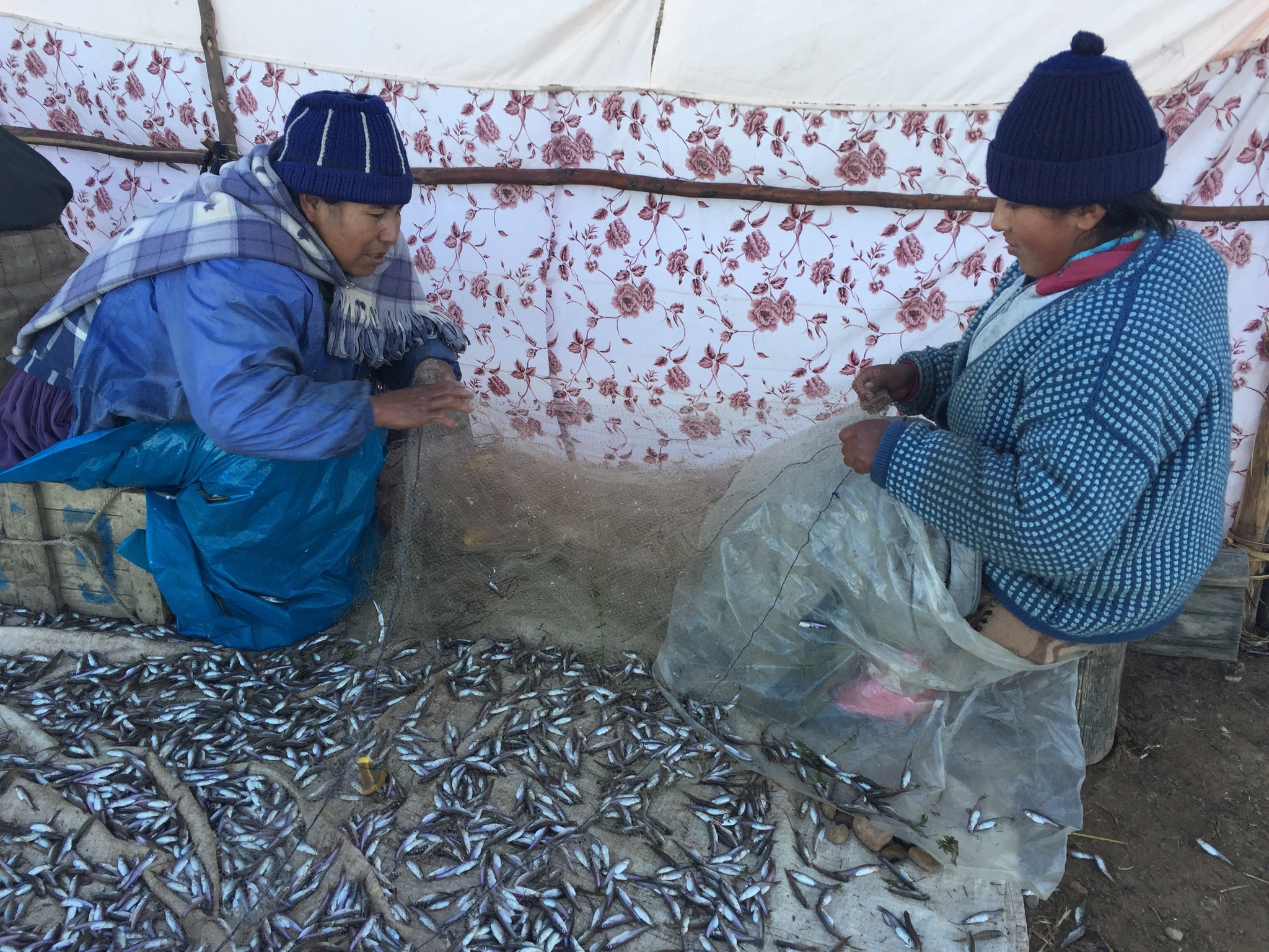 Andean Killifish photo 3