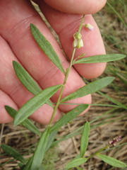 Polygala polygama
