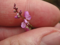 Polygala polygama