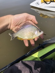 Hysterocarpus traskii