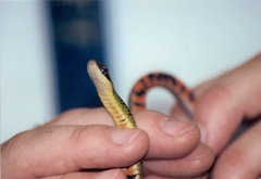 Zweifel's Ground Snake photo 2