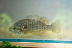 Lepomis peltastes