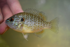 Lepomis peltastes