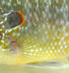 Lepomis peltastes