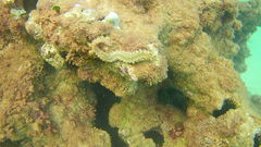 Hermodice carunculata