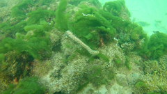 Hermodice carunculata