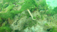 Hermodice carunculata