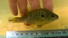 Lepomis peltastes
