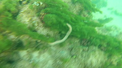 Hermodice carunculata