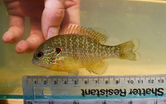 Lepomis peltastes