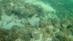 Haemulon carbonarium