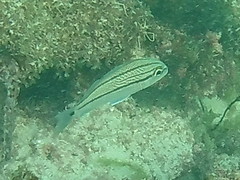 Haemulon carbonarium