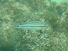 Haemulon carbonarium