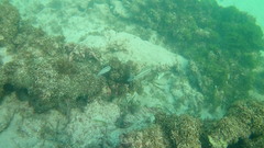 Haemulon carbonarium