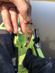 Tridentiger barbatus