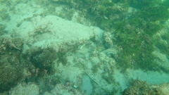 Haemulon carbonarium