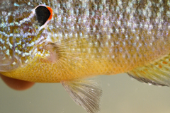 Lepomis peltastes