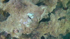 Hermodice carunculata