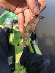 Tridentiger barbatus